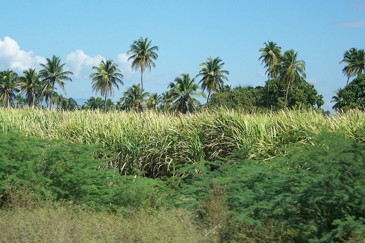 Family Buggy Tour  - Image 5