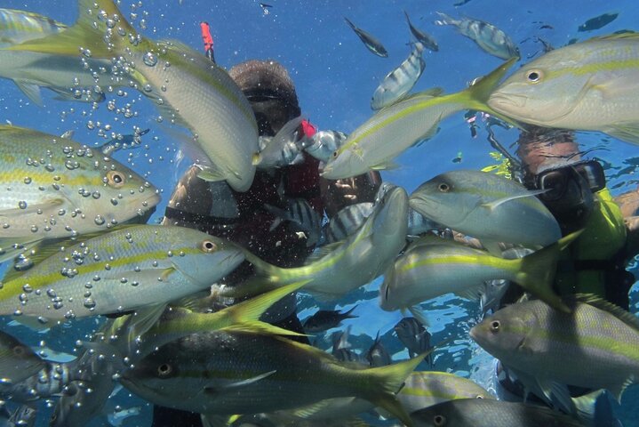 Fascinating Boat Ride & Snorkeling at Sosua Bay - Image 5
