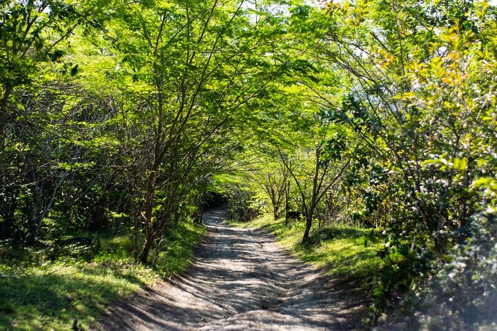 Half-Day Buggy Guided Adventure for Amber Cove and Taino Bay - Image 4