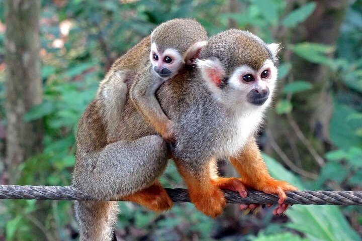 Monkey Enconter & Zip line Adventure - Image 3