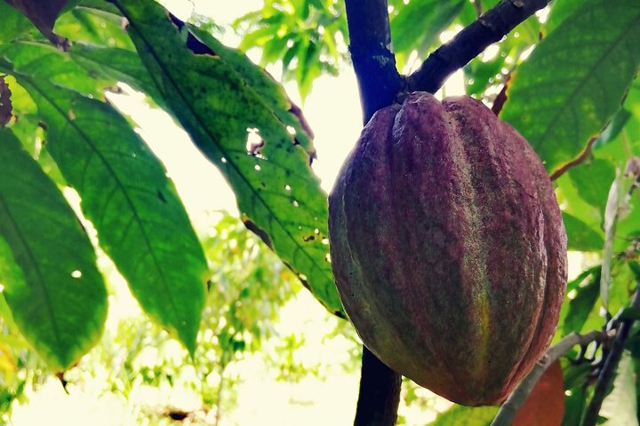 Private Tour: Cocoa, Coffee, Local Market and Cigars Factory - Image 1
