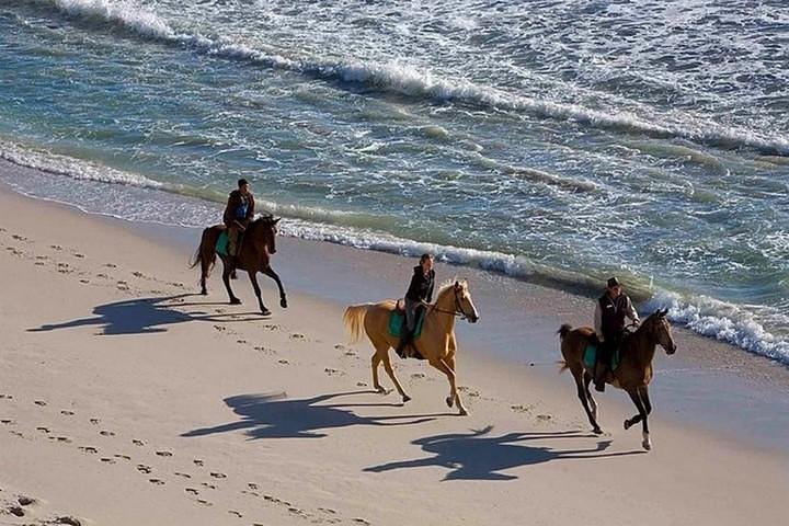 Puerto Plata: Beach Half Day Horseback Riding  - Image 2