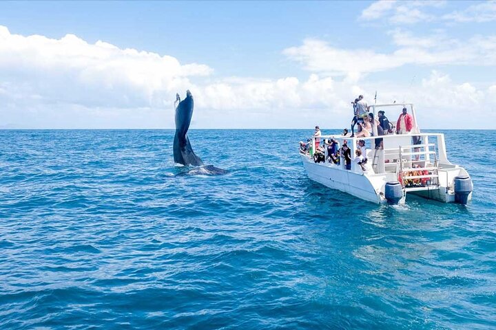 Samana and Whales from puerto plata  - Image 3
