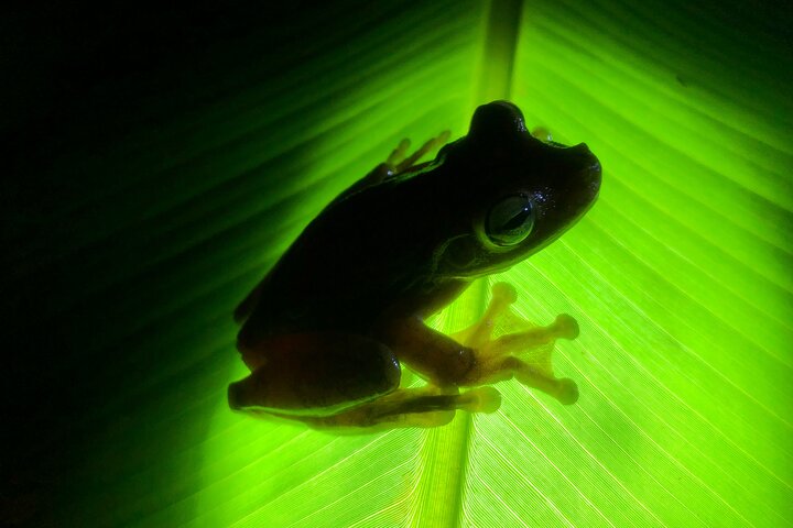 All-Inclusive Jungle Night Tour - Image 2