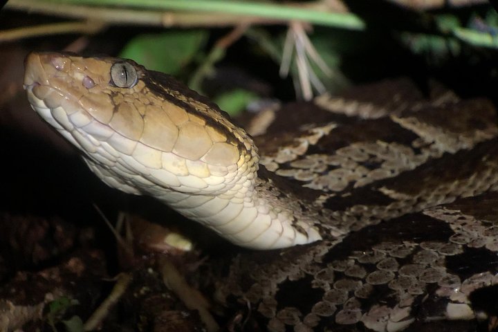 All-Inclusive Jungle Night Tour - Image 4