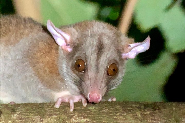 All-Inclusive Jungle Night Tour - Image 5