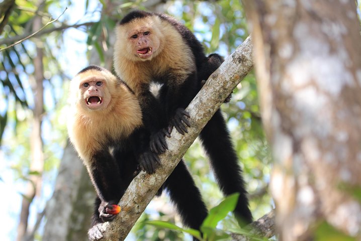 Damas Island Kayaking Mangrove Tour from Manuel Antonio - Image 2