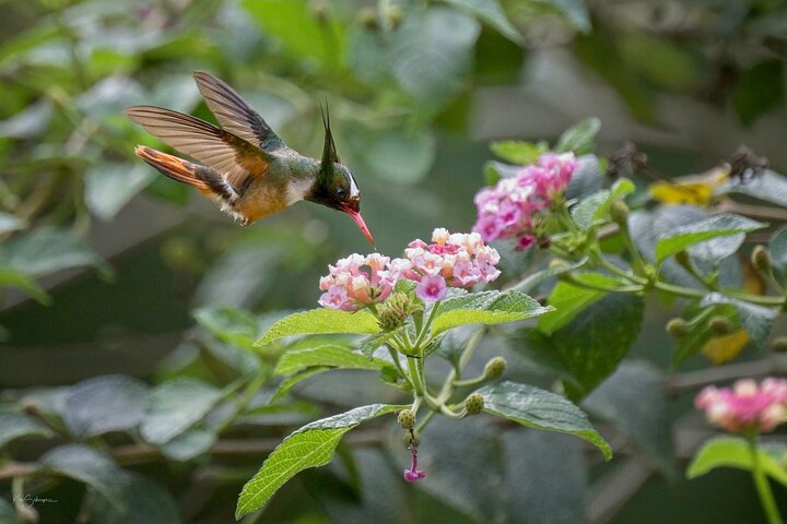 Esquipulas Rainforest Reserve, fully customizable Birding Tour. - Image 5