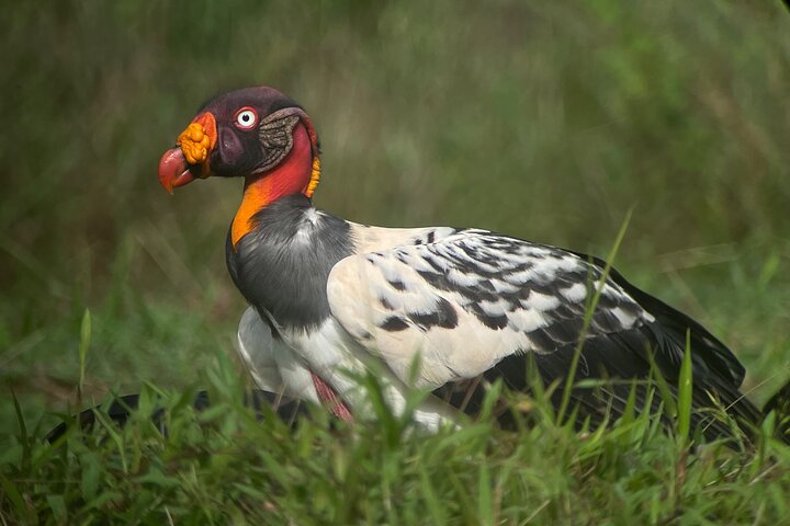 Esquipulas Rainforest Reserve, fully customizable Birding Tour. - Image 1