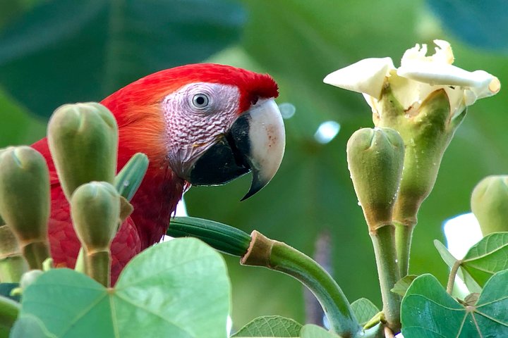 Esquipulas Rainforest Reserve, fully customizable Birding Tour. - Image 2