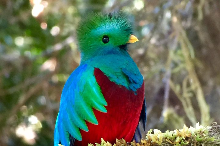 Los Quetzales National Park and Coope-Dota Coffee Experience - Image 2