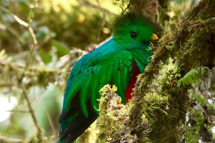 Los Quetzales National Park and Coope-Dota Coffee Experience - Image 4