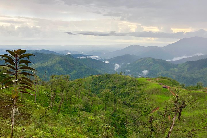 Los Quetzales National Park and Coope-Dota Coffee Experience - Image 3