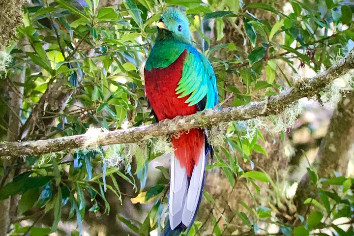 Los Quetzales National Park and Coope-Dota Coffee Experience - Image 5