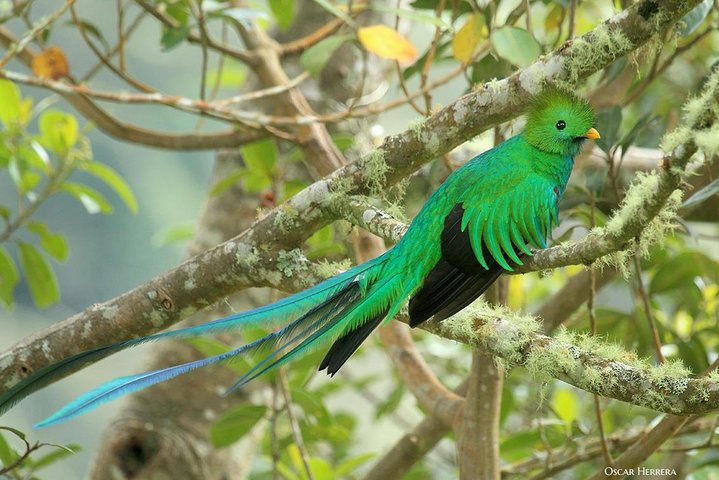 Los Quetzales National Park and Coope-Dota Coffee Experience - Image 1