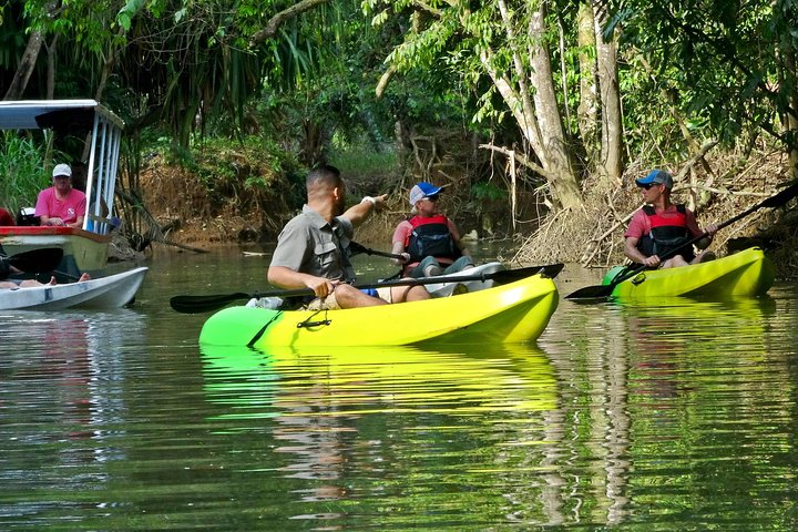 Mangrove Kayak Tour  - Image 5