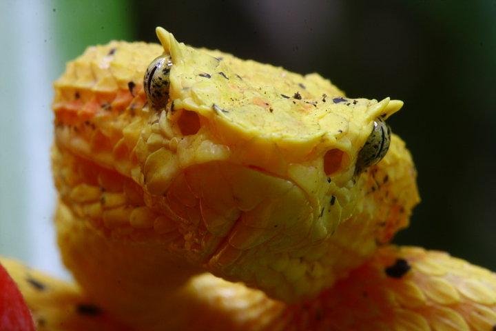 Manuel Antonio Herping Tour (Reptile & Amphibian) - Image 3