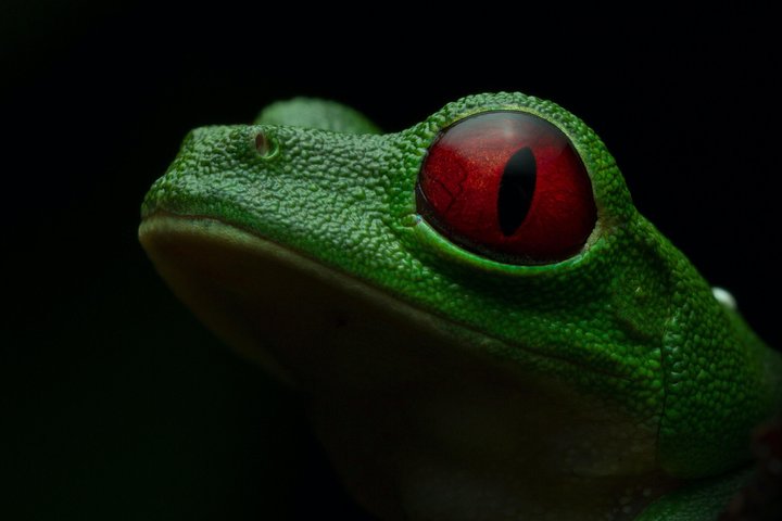 Manuel Antonio Herping Tour (Reptile & Amphibian) - Image 1