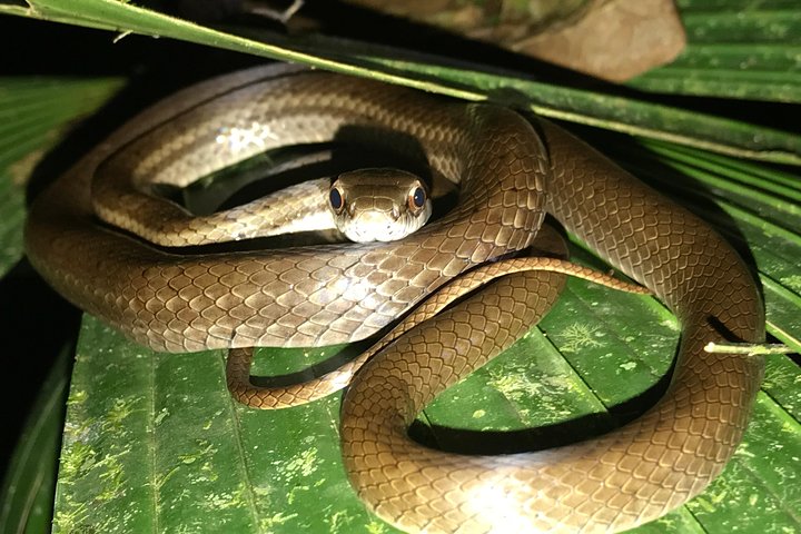 Manuel Antonio Herping Tour (Reptile & Amphibian) - Image 4
