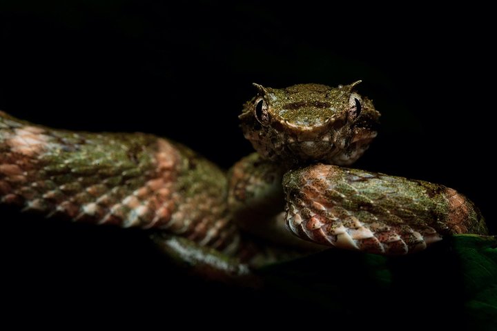 Manuel Antonio Herping Tour (Reptile & Amphibian) - Image 2
