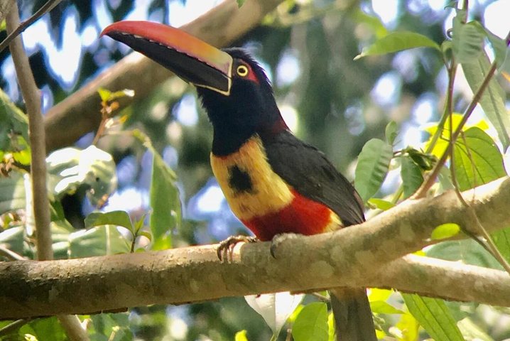 Manuel Antonio National park afternoon wildlife experience  - Image 2