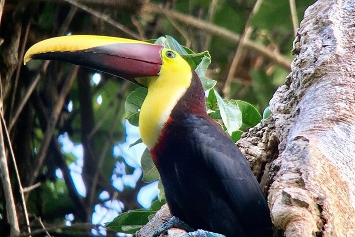 Manuel Antonio National park afternoon wildlife experience  - Image 3