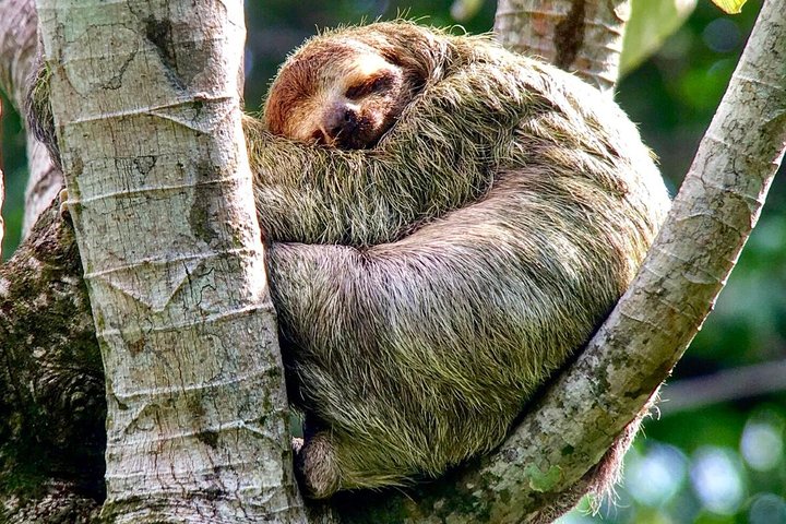 Manuel Antonio National park afternoon wildlife experience  - Image 1
