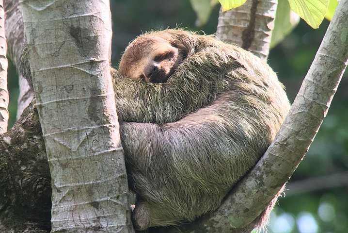 Manuel Antonio National park afternoon wildlife experience  - Image 4