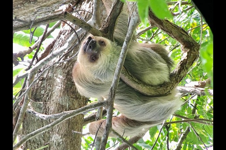 Manuel Antonio National park afternoon wildlife experience  - Image 5
