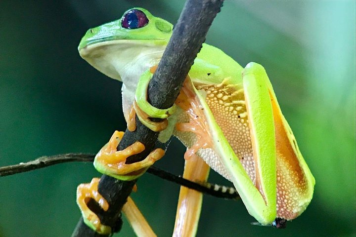 Manuel Antonio National Park Hiking Guided Tour - Image 3