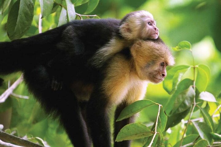 Manuel Antonio National Park Hiking Guided Tour - Image 2