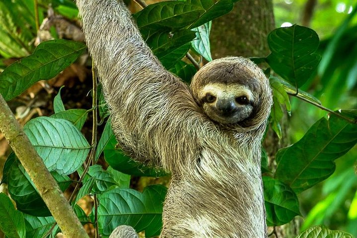 Manuel Antonio Park Nature Guided Tour - Image 1