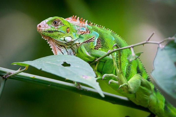 Manuel Antonio Park Nature Guided Tour - Image 4