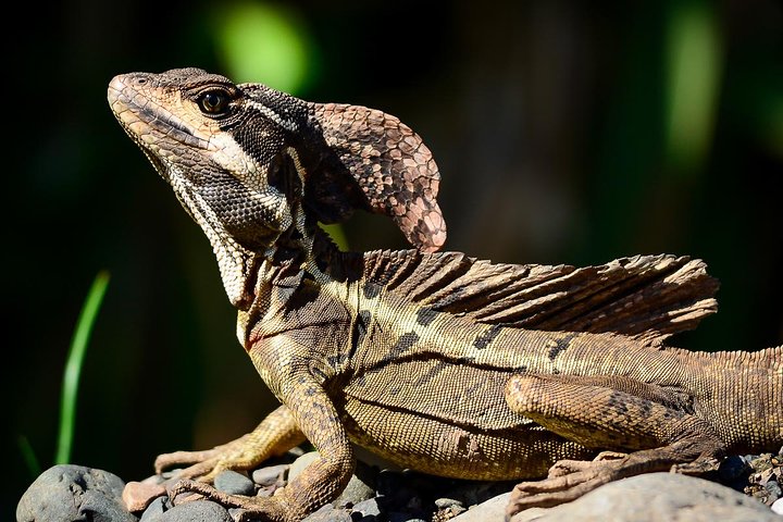 Manuel Antonio Park Nature Guided Tour - Image 5