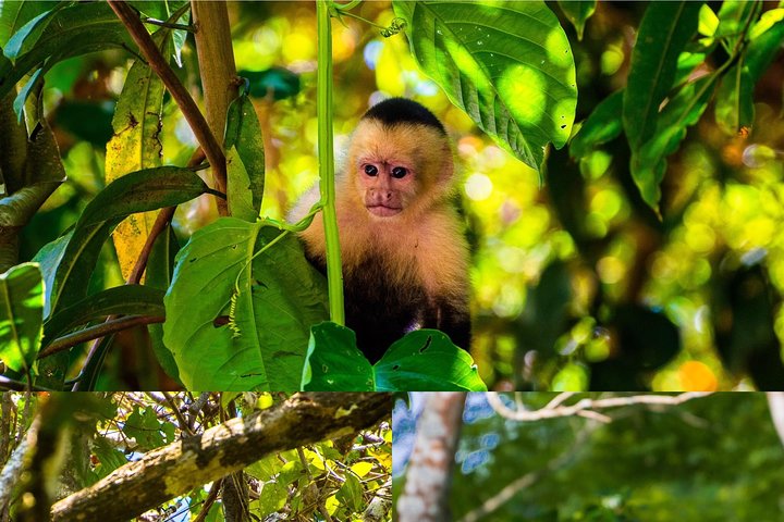 Monkey tour.  - Image 2