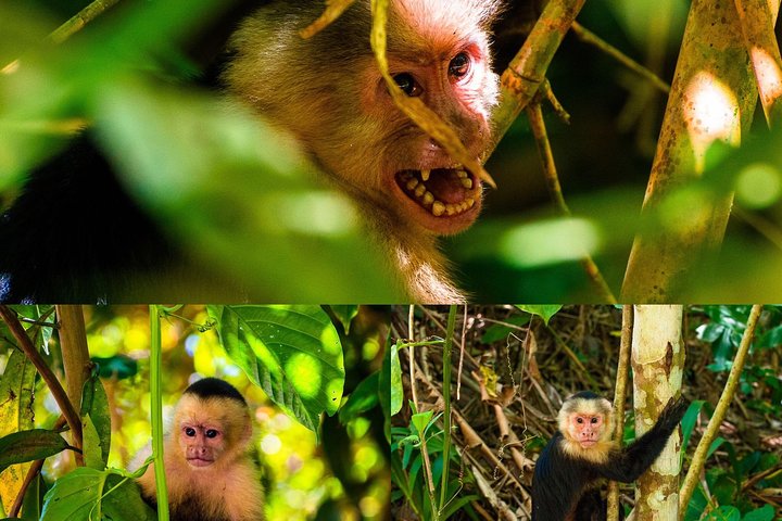 Monkey tour.  - Image 1