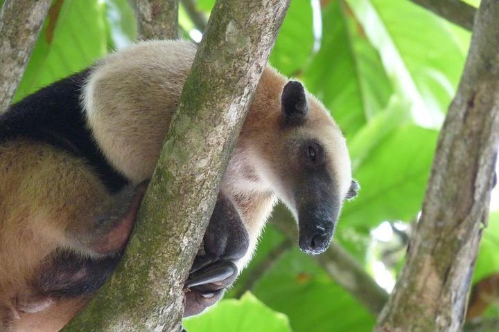 One Day Tour To Corcovado From Manuel Antonio - Image 2