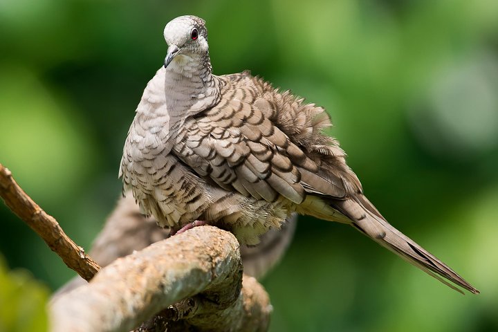 Private Bird Watching Esquipulas Manuel Antonio  - Image 4