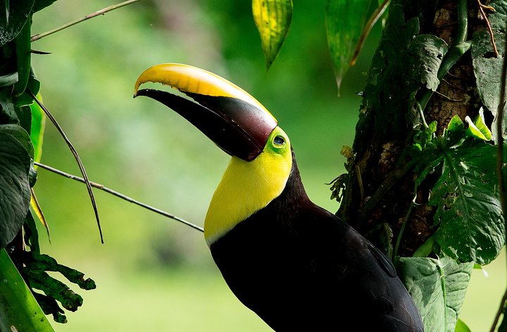 Private Bird Watching Esquipulas Manuel Antonio  - Image 1