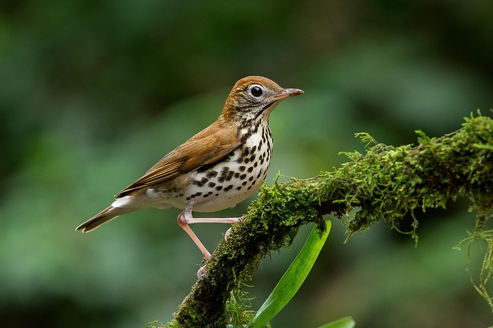 Private Bird Watching Esquipulas Manuel Antonio  - Image 2