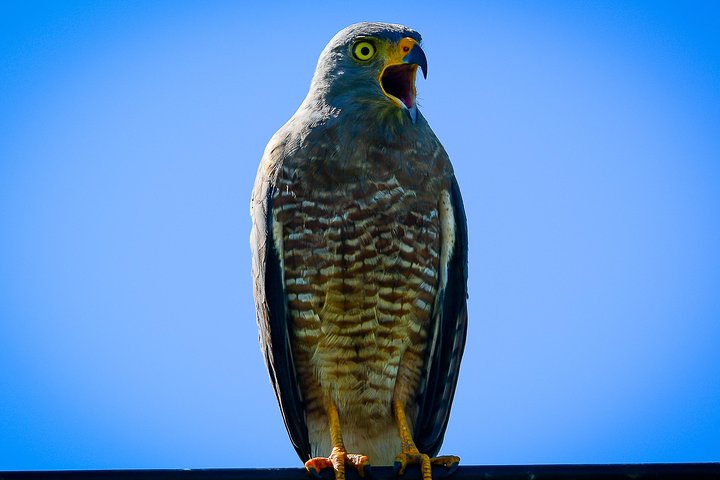 Private Bird Watching Esquipulas Manuel Antonio  - Image 5