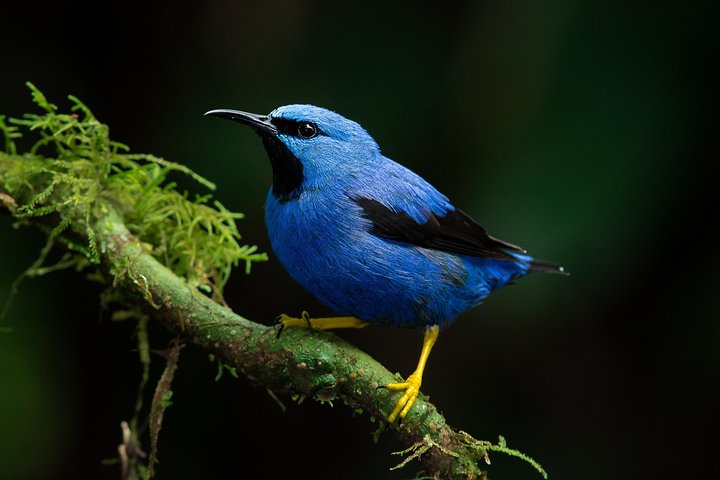 Private Bird Watching Esquipulas Manuel Antonio  - Image 3