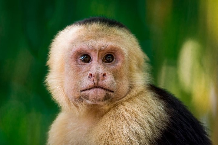 Private Manuel Antonio Park Tour - Image 1