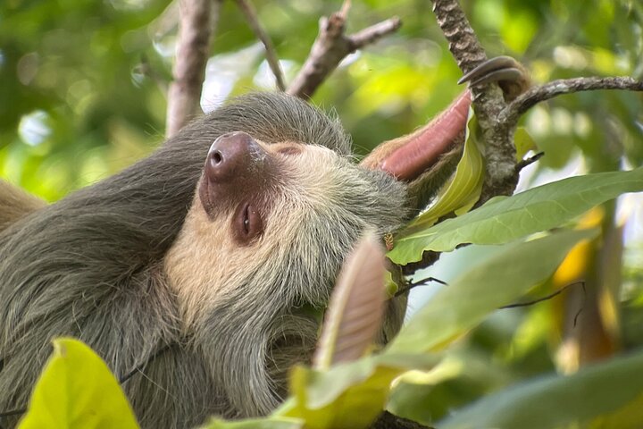 Private Urban Wildlife City Tour from Manuel Antonio to Quepos - Image 1
