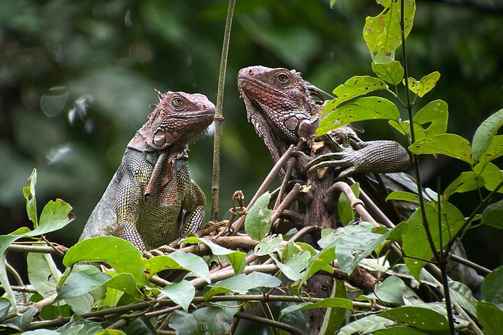 Private Urban Wildlife City Tour from Manuel Antonio to Quepos - Image 5