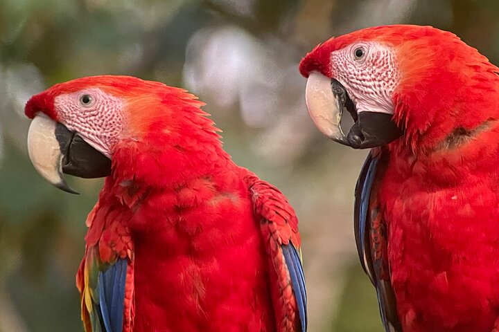 Private Urban Wildlife City Tour from Manuel Antonio to Quepos - Image 3