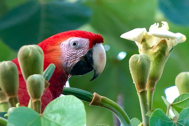 Quepos Point Nature Trails. Wildlife, Hiking, and Ocean Views Experience. - Image 3