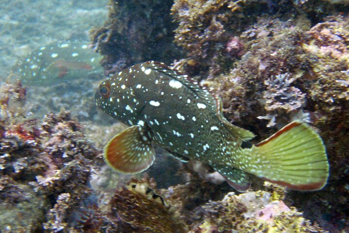 4 hrs Private trip: snorkeling at Los Arcos and Colomitos - Image 5