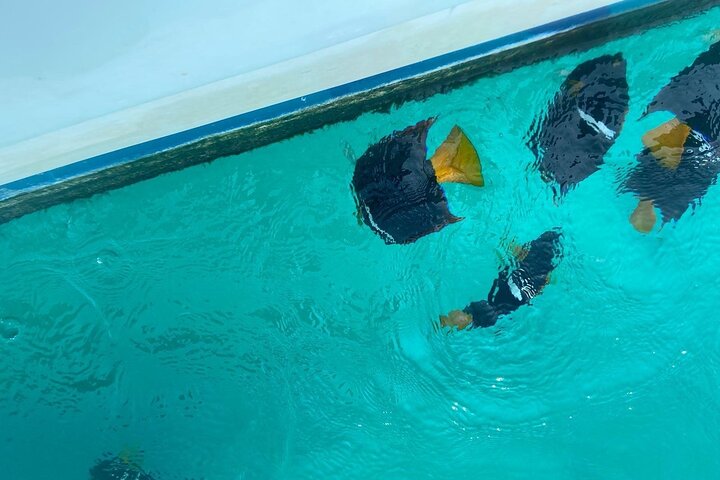 Maretas Islands Basic Tour Snorkel, Nopalera Beach and more - Image 2