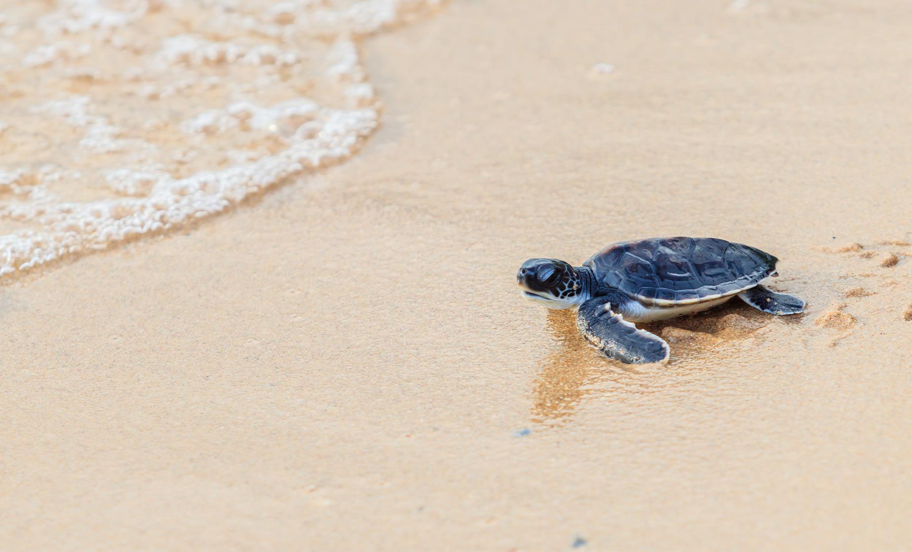 Nature Encounter at Sea Turtle Camp - Image 1
